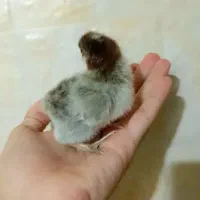 جوجه محلی گلپایگان