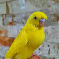 مرغ عشق  جوجه تازه دونخور