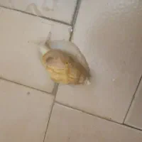 4 عدد حلزون تخم گذار سالم