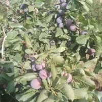 فروش زمین باغ