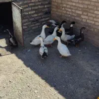 اردک فروشی