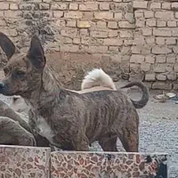 پاکوتا  ریز گوش تیز