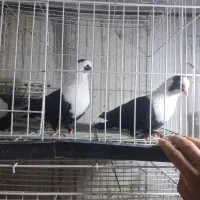 نرو ماده مخمل سه بر با جوجه