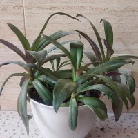 موسی در گهواره و لیندا