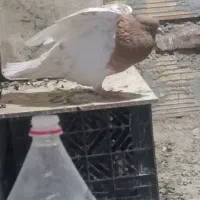 کبوتر