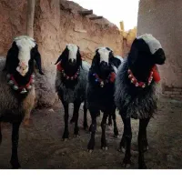قوچ چهار دندان