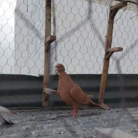 حیون بوم