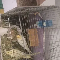 جفت عروس