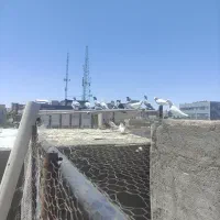 کبوتر