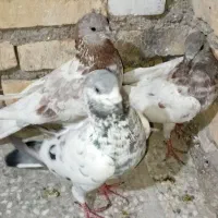 کبوتر پرشی