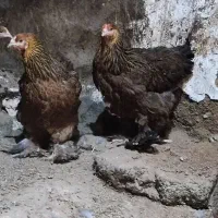 مرغ و خروس برهما پاتریچ