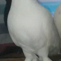 کبوتر