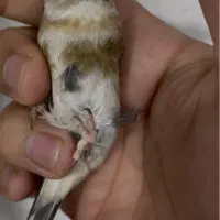 سره چونه سفید مهر ماده
