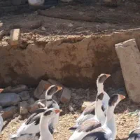 غاز نرو ماده