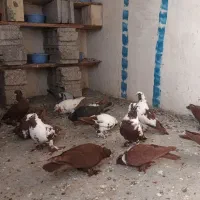 ۱۶عددقرمزی نشان