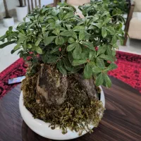بنسای میخک
