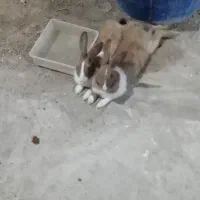 خرگوش ماده  ۴۰۰