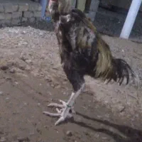 خروس چهار دانگ