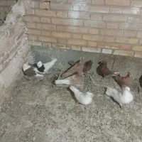 فروش ۹عدد کبوتر رنگی خوب