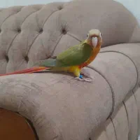 گمشده