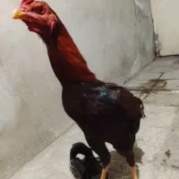 جوجه خروس لاری