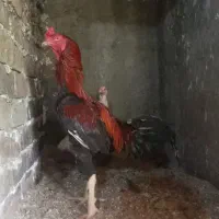 خروس لاری