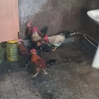 خروس