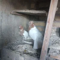 کله ای دم سفید