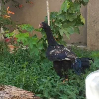 یک جفت مرغ و خروس لاری