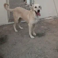 ماده پژدر۱ساله