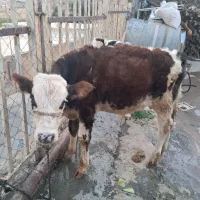 گوساله