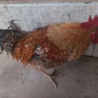 یک عدد خروس و یک عدد اردک