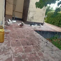 چند جفت کفتر سه جفت طوقی وشازده و سرور