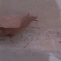 زرد دورگ نر دم سفید