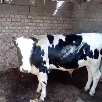 گاو نر فروشی