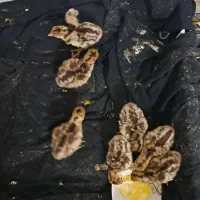 بوقلمون ومرغ