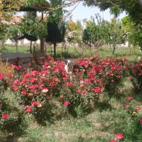اجاره ویلا