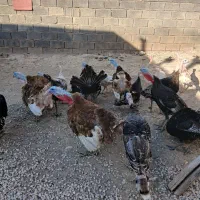 بوقلمون