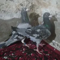 کبوتر