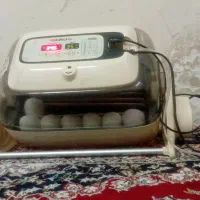 آرکام جوجه کشی