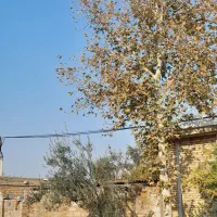 خریدچوب باغی وحرس کاری