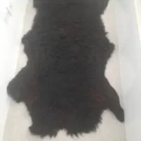 پوست گوسفند