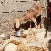 بزگل گلی