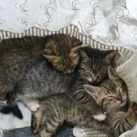 واگذاری رایگان پنج تا بچه گربه DSH