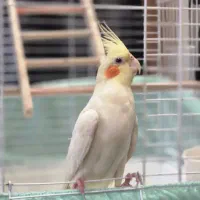 عروس هلندی ماده به همراه قفس