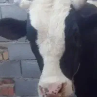 قصاب گاو