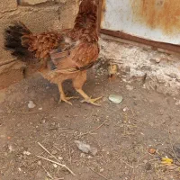 یک عدد مرغ لاری