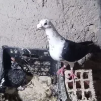 بزک نر