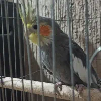 عروس هلندی نر