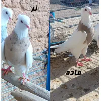 طوقی